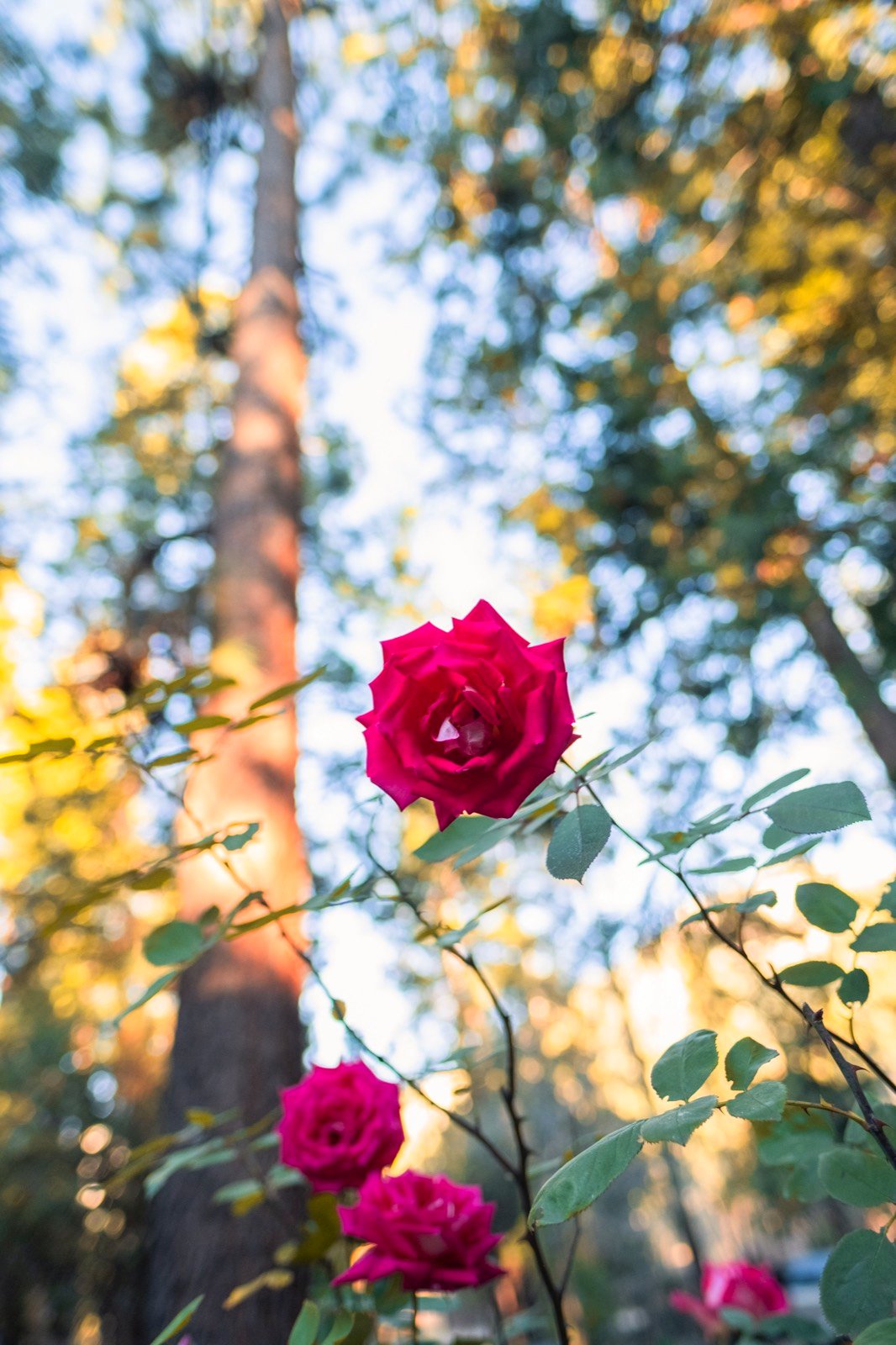 Roses in the pines